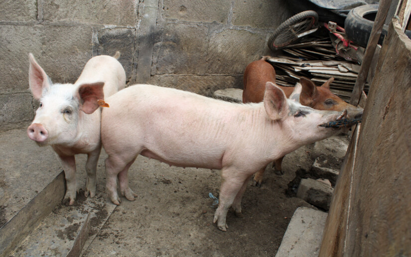 porcina
